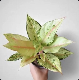Aglaonema Frozen