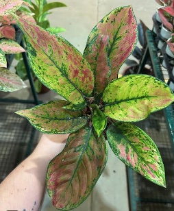 Aglaonema Heng Heng